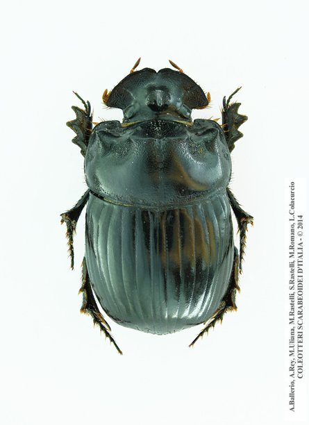 Copris lunaris, maschio